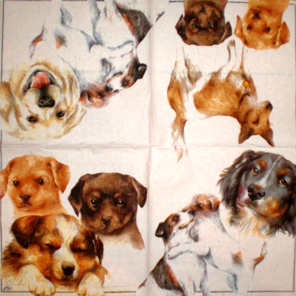 083 Hunde (83)